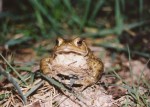 Toad2001_5_small.jpg