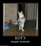 303625_kote.jpg